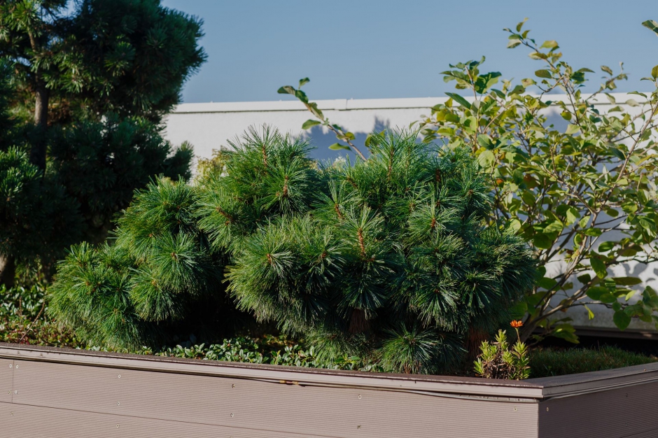 Ogród na dachu 17
