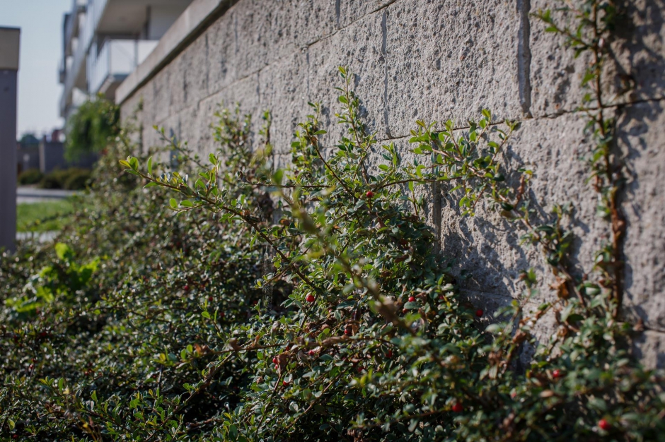 Osiedle Zielone Tarasy 11