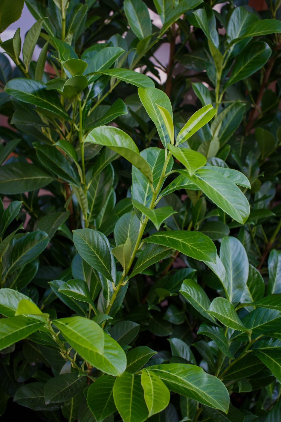 Osiedle Zielone Tarasy 12