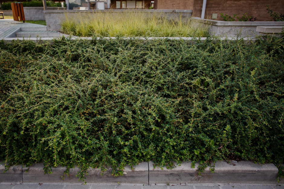 Osiedle Zielone Tarasy 17